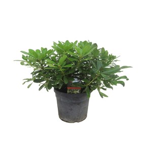 Laurier daustralie pittosporum nanum -3