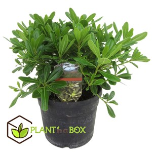 Laurier daustralie pittosporum nanum -3