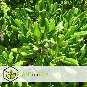 Laurier daustralie pittosporum nanum -3