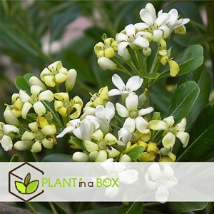 Laurier daustralie pittosporum nanum -3