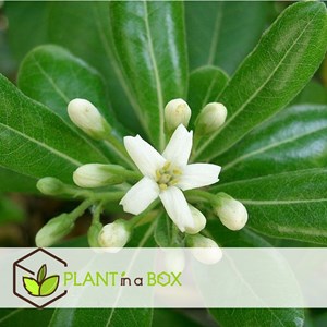 Laurier daustralie pittosporum nanum -3
