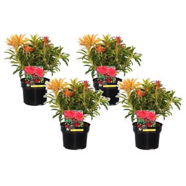 Pieris forest flame - 4