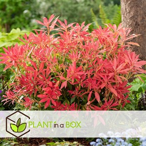 Pieris forest flame - 4