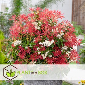 Pieris forest flame - 4
