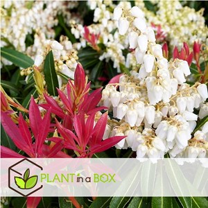 Pieris forest flame - 4