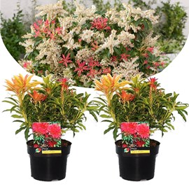 Pieris forest flame - 2