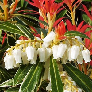 Pieris forest flame - 2