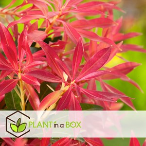 Pieris forest flame - 2