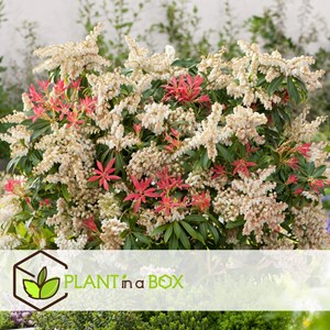Pieris forest flame - 2