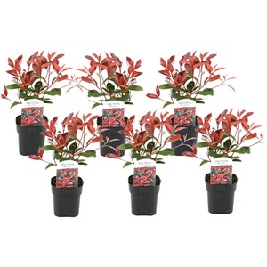Photinia red robin - 6