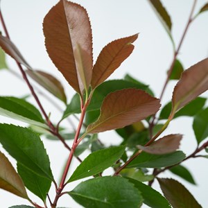 Photinia red robin - 6