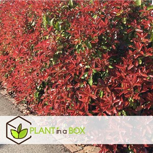 Photinia red robin - 6