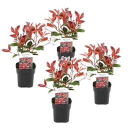 Photinia red robin - 4