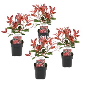Photinia red robin - 4