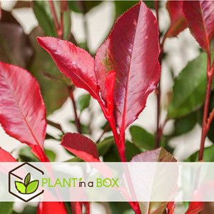 Photinia red robin - 4
