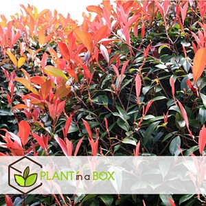 Photinia red robin - 4