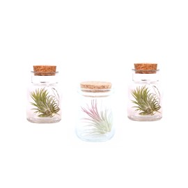 Tillandsia en bouteille décorative - 3