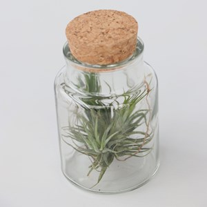 Tillandsia en bouteille décorative - 3