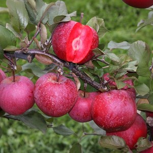 Colonnes de fruits - pomme, poire