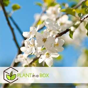 Colonnes de fruits - pomme, poire