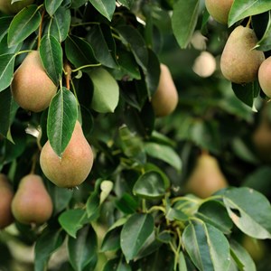 Colonnes de fruits - pomme, poire