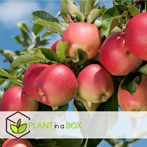 Colonnes de fruits - pomme, poire