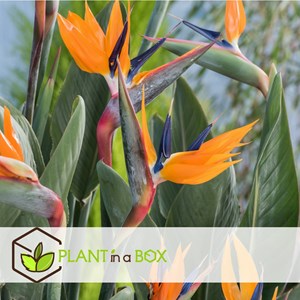 Strelitzia reginae oiseau de paradis x6
