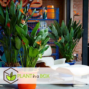 Strelitzia reginae oiseau de paradis x6