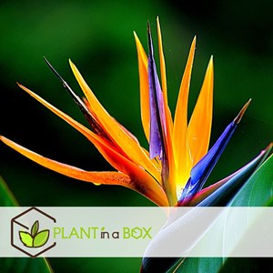 Strelitzia reginae oiseau de paradis - 3