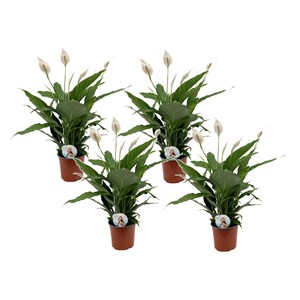 Spathiphyllum 'peace lily' - lot de 4