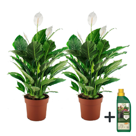 Spathiphyllum peace lily - 2 + pokon