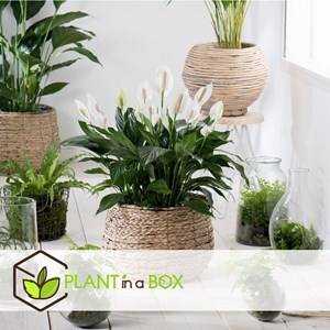 Spathiphyllum peace lily - 2 + pokon