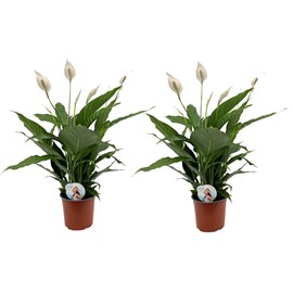 Spathiphyllum peace lily - 2