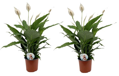 Spathiphyllum peace lily - 2