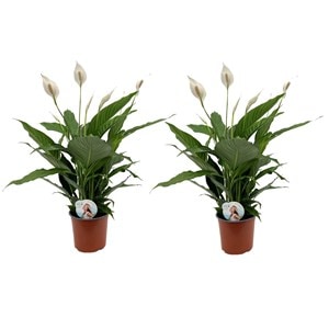 Spathiphyllum 'peace lily' - lot de 2