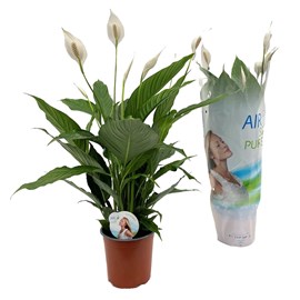 Spathiphyllum peace lily (lys de paix)