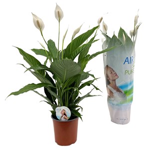 Spathiphyllum peace lily (lys de paix)