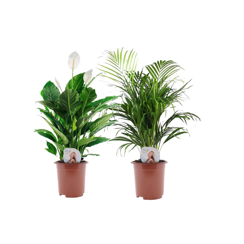 Air so pure indoor mix- areca dypsis lut