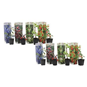 Mélange pour smoothie - 8