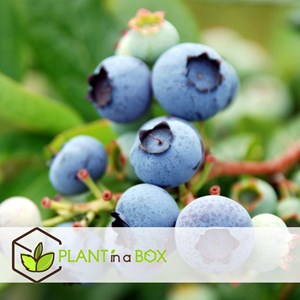 Mélange pour smoothie - 8