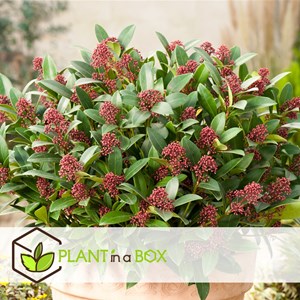 Skimmia rubella - 4