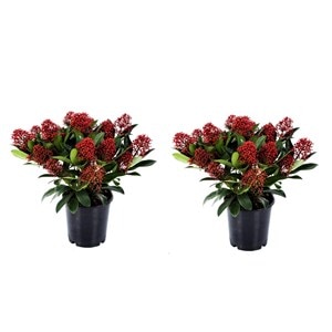 Skimmia 'rubella' - lot de 2