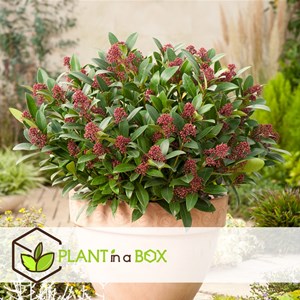 Skimmia rubella - 2