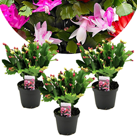 Schlumbergera 'christmas cactus' - lot d