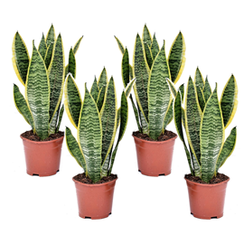 Sansevieria laurentii - 4