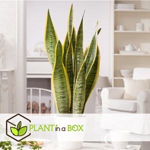 Sansevieria laurentii - 4