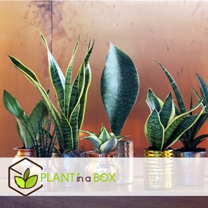Sansevieria laurentii - 4