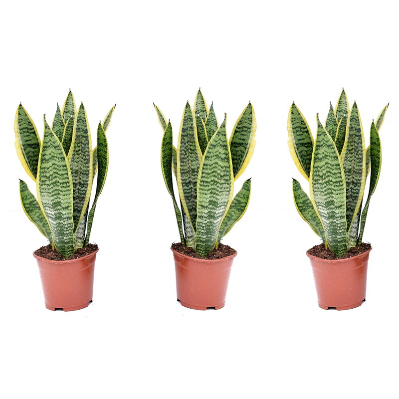 Sansevieria laurentii - 3