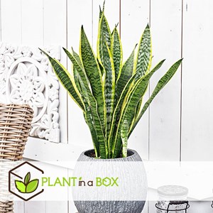 Sansevieria laurentii - 3