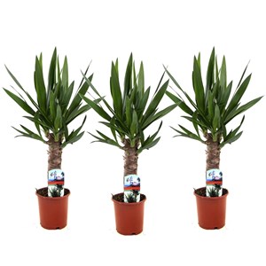 Yucca elephantipes s - 3
